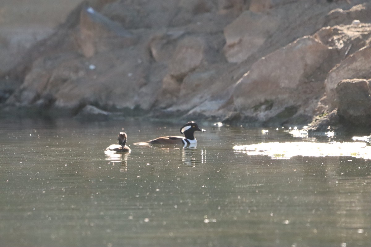 Hooded Merganser - ML646608144
