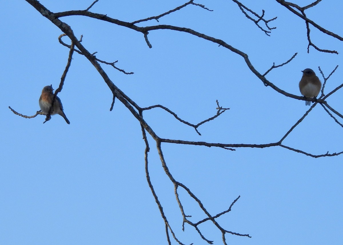Eastern Bluebird - ML646608145
