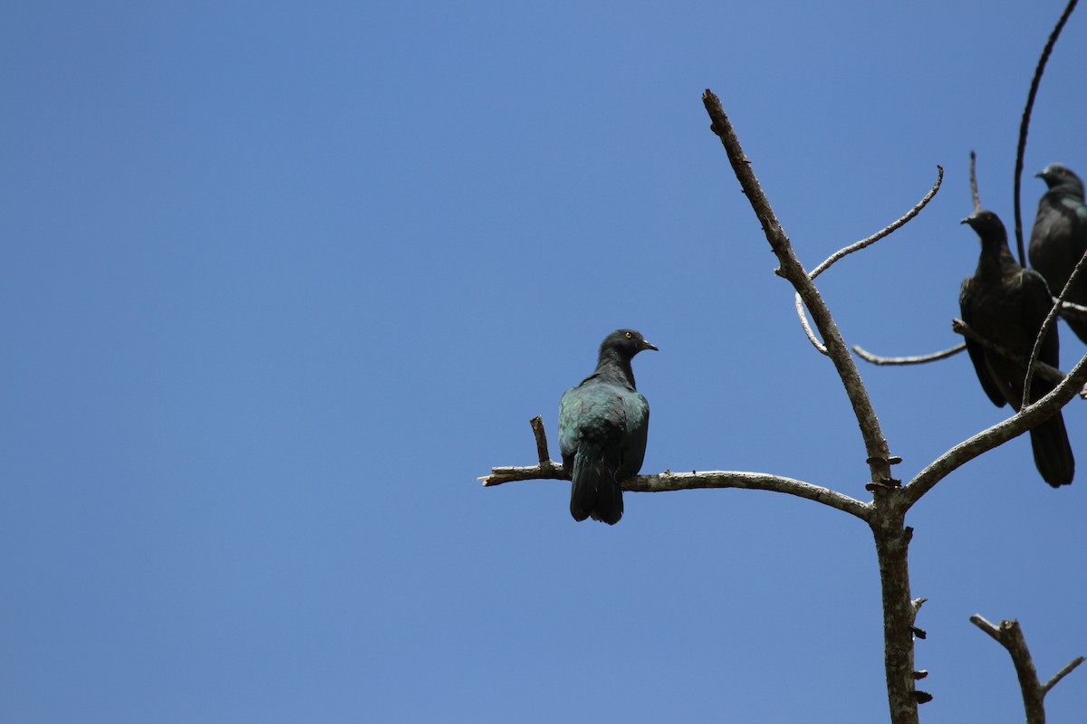Christmas Island Imperial-Pigeon - ML646608146