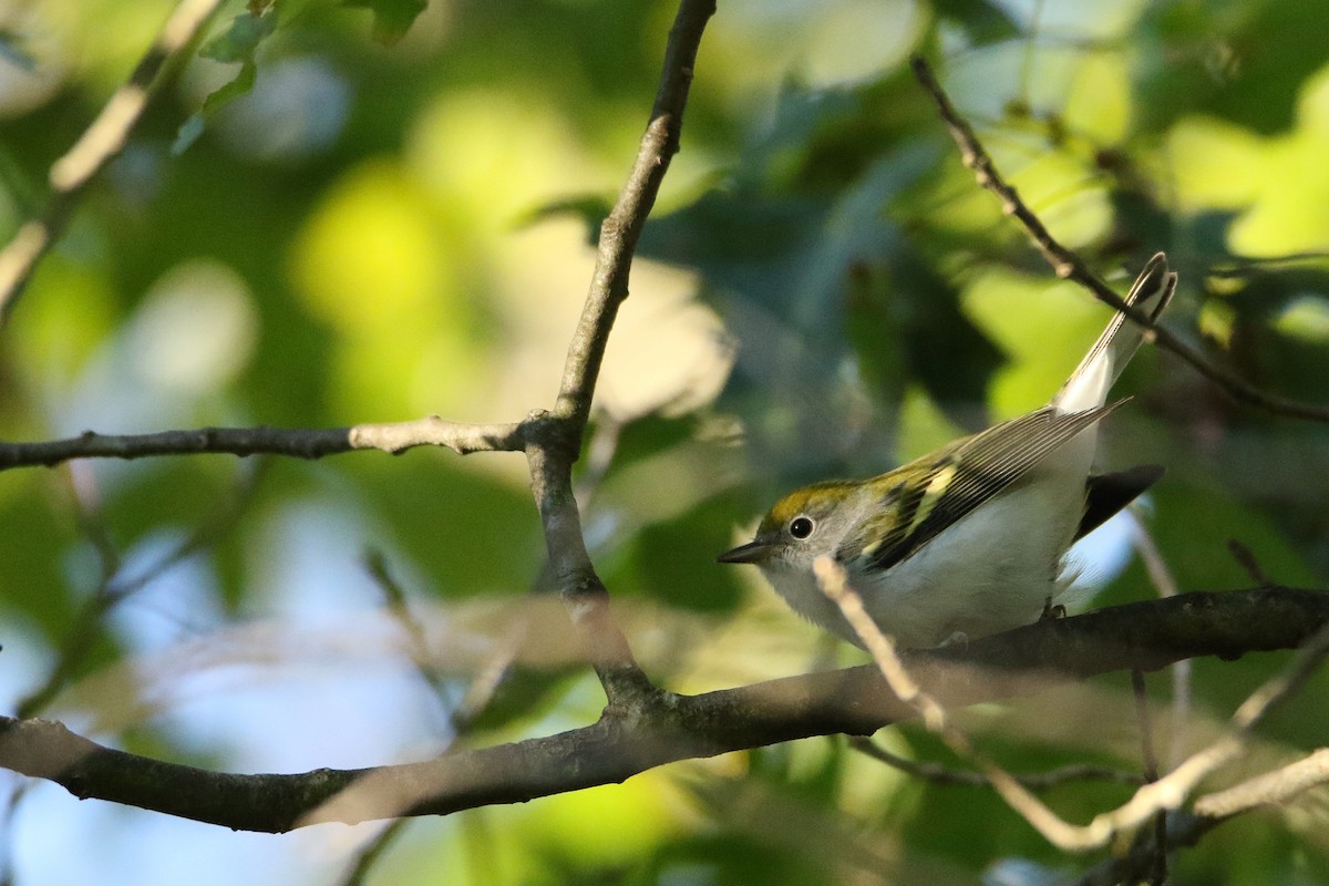 lesňáček rezavoboký - ML646608148