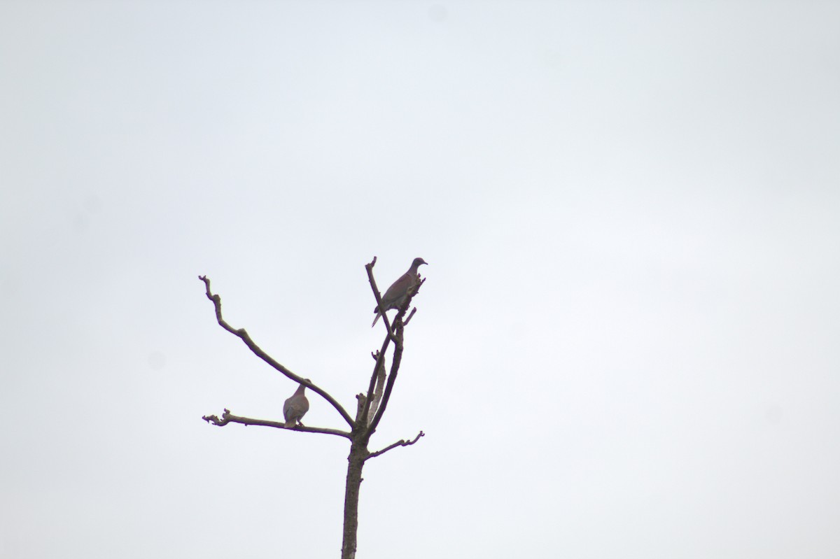 Pale-vented Pigeon - ML646608149