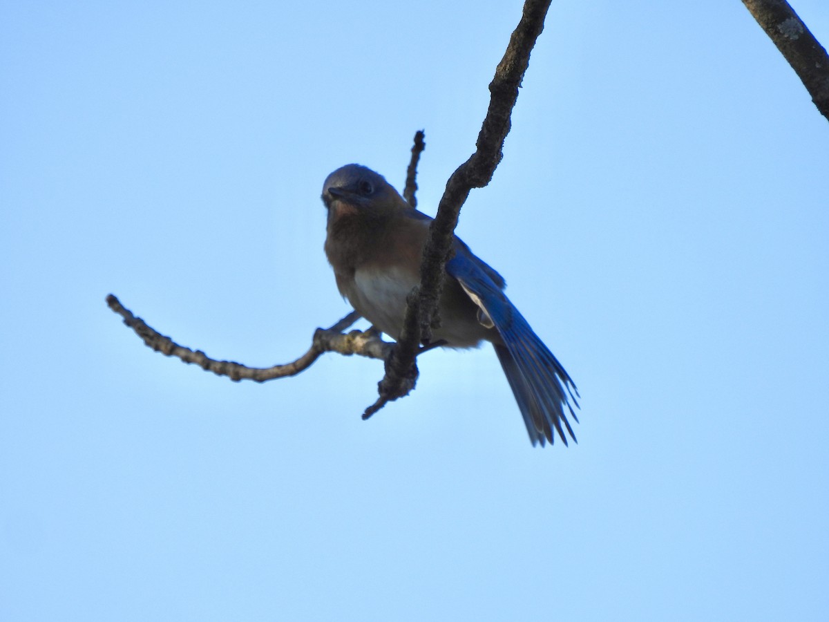 Eastern Bluebird - ML646608154