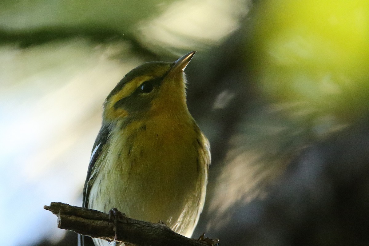 Blackburnian Warbler - ML646608155