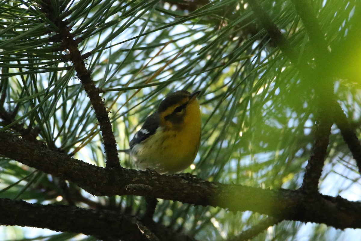 Blackburnian Warbler - ML646608156