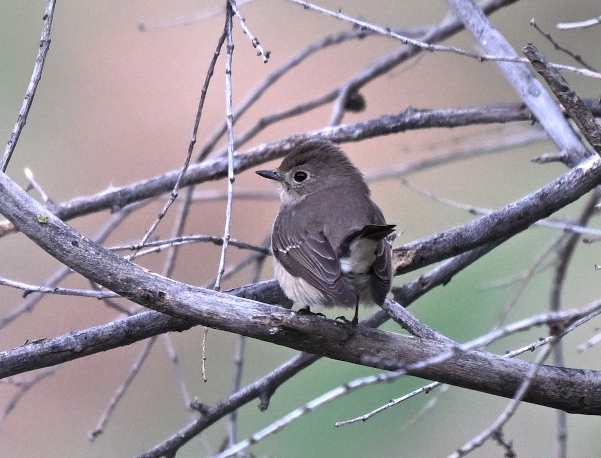 taigafluesnapper - ML646608162