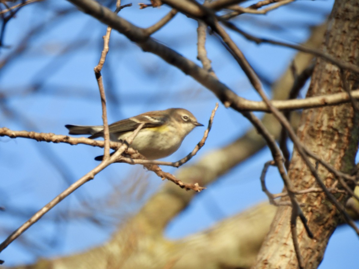 Yellow-rumped Warbler - ML646608165