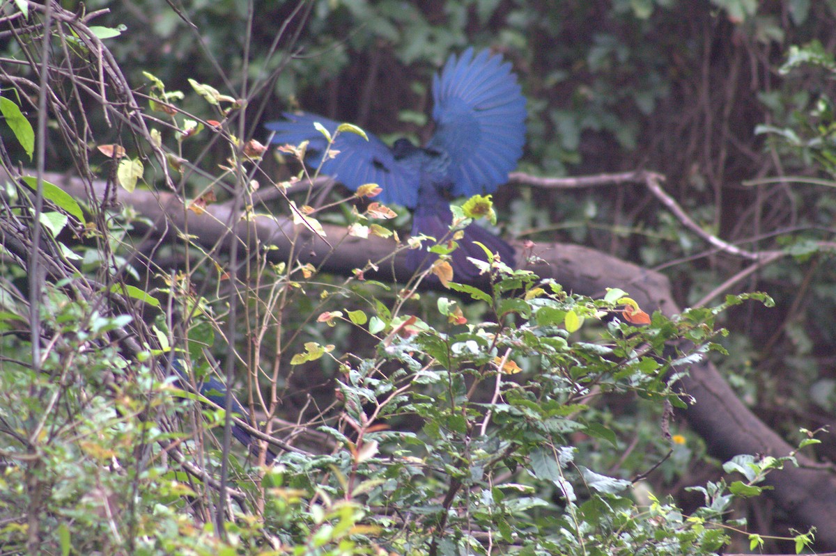 Greater Ani - ML646608168