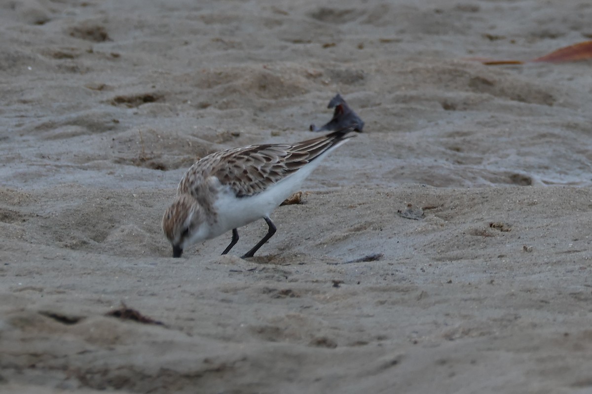 Rotkehl-Strandläufer - ML646608169