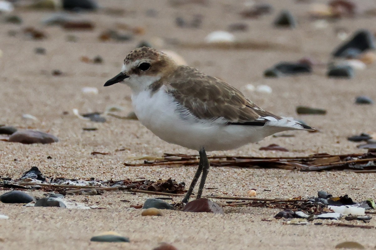 Rotkopf-Regenpfeifer - ML646608170