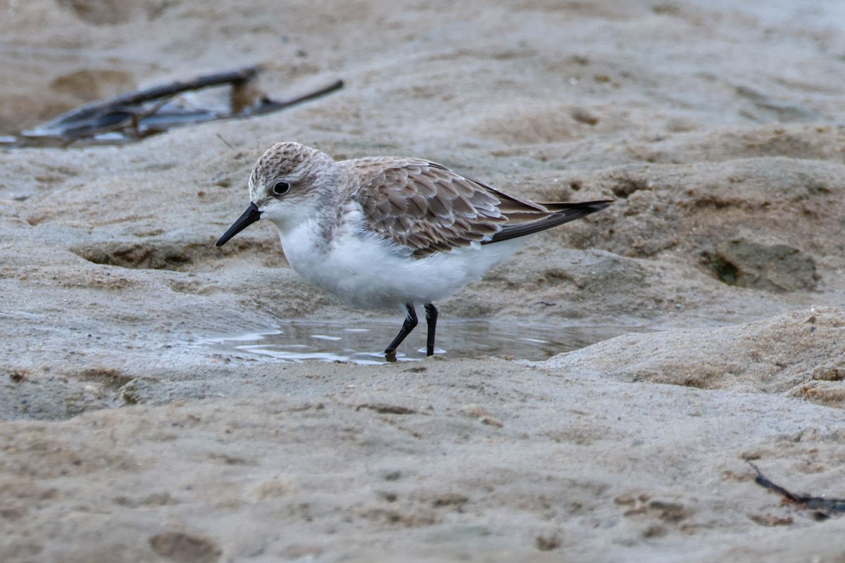 Rotkehl-Strandläufer - ML646608171