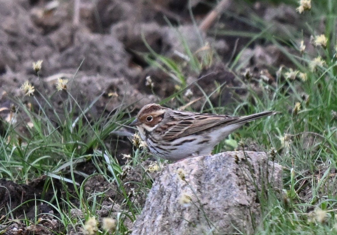 dvergspurv - ML646608173