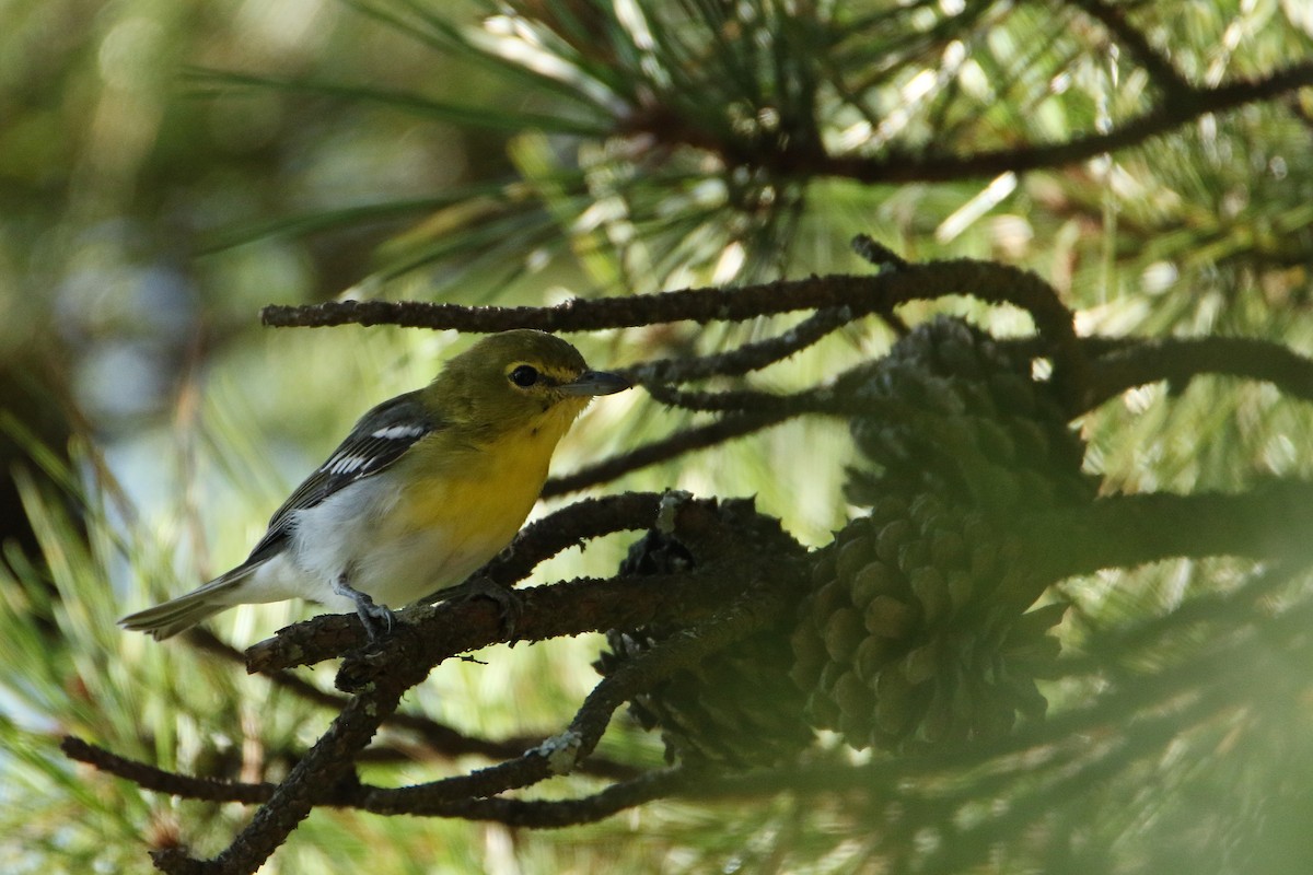 Yellow-throated Vireo - ML646608174