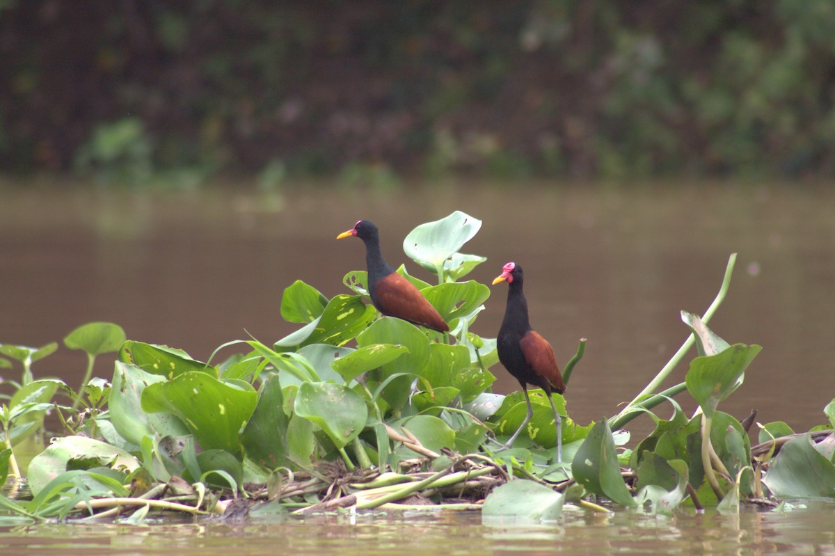 Wattled Jacana - ML646608175