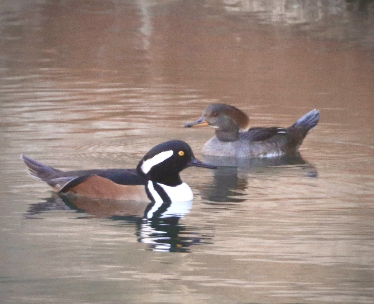 Hooded Merganser - ML646608177