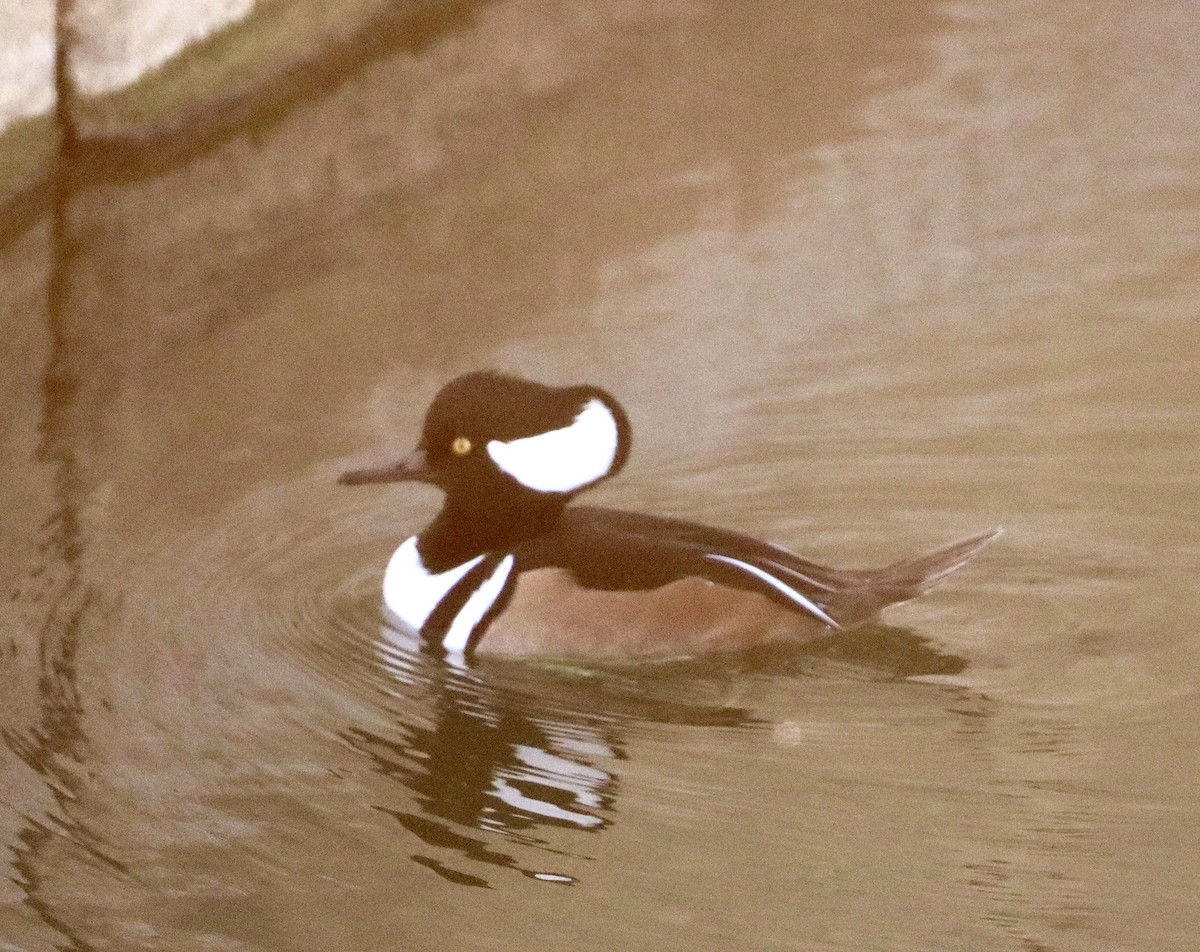 Hooded Merganser - ML646608178