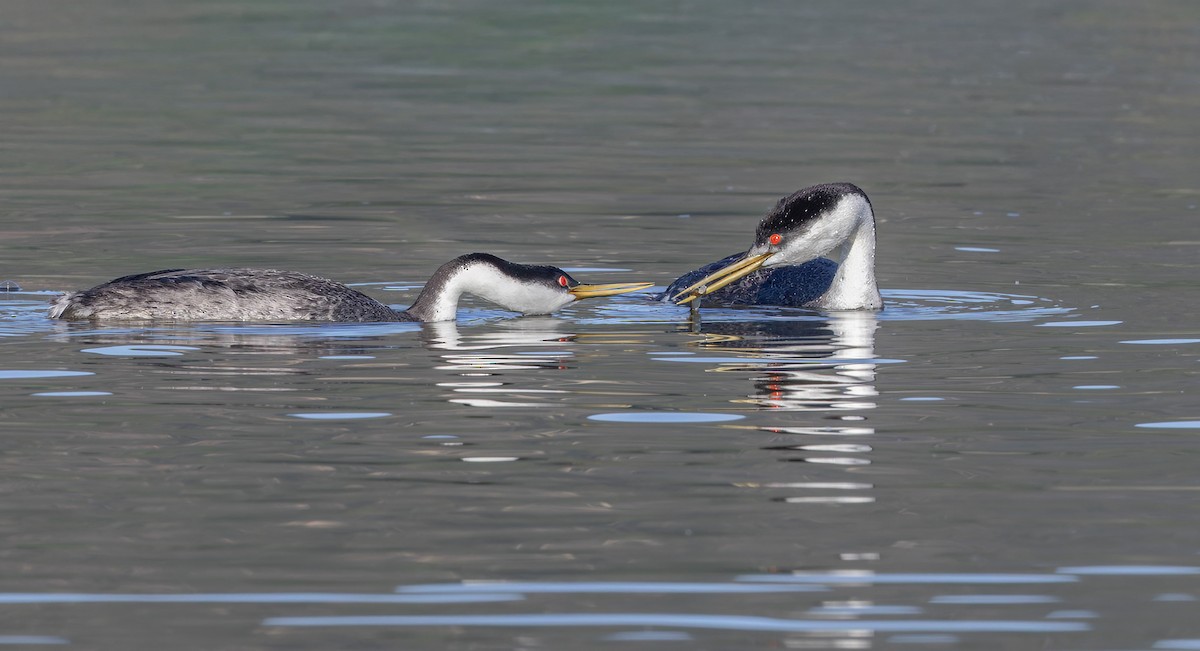 Western Grebe - ML646608180