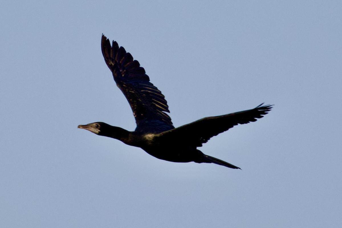 Little Cormorant - ML646608181