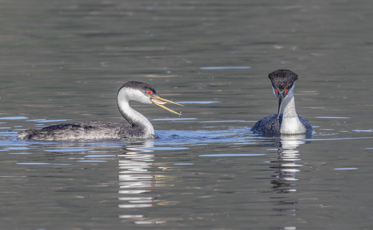 Western Grebe - ML646608182