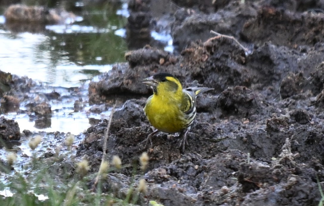 grønnsisik - ML646608185