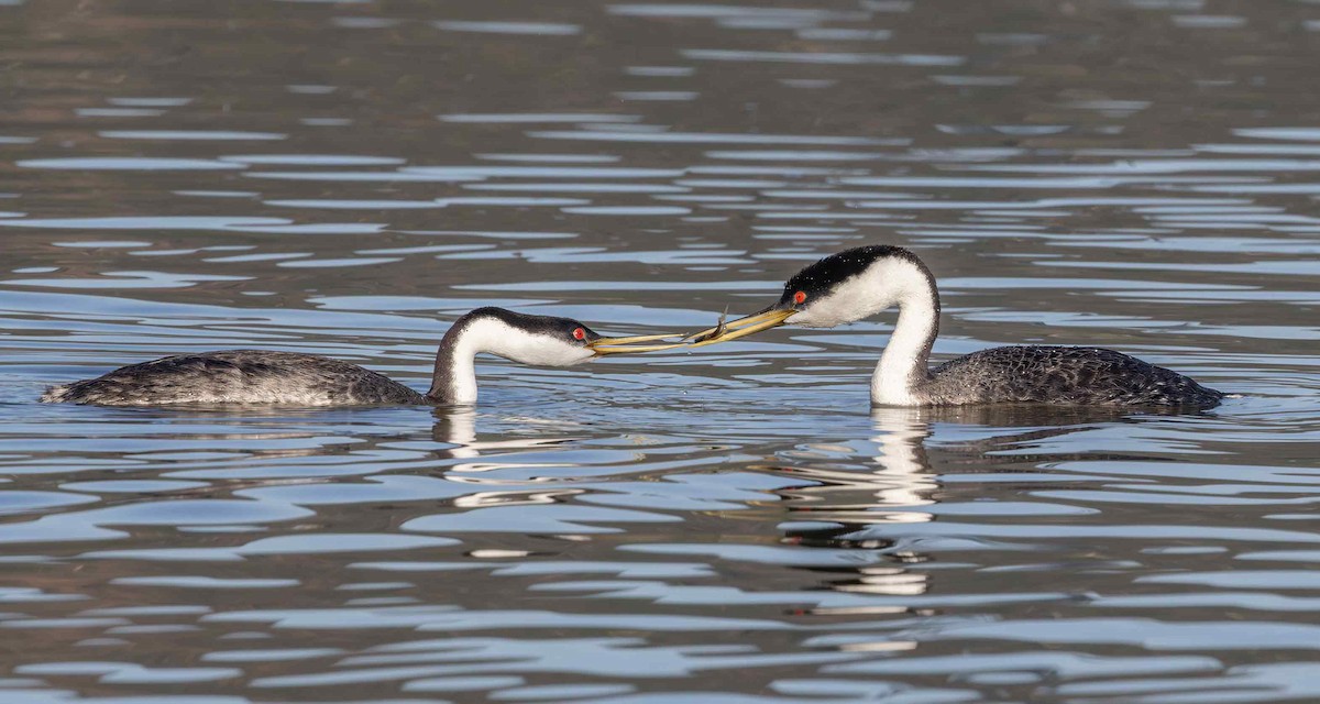 Western Grebe - ML646608186