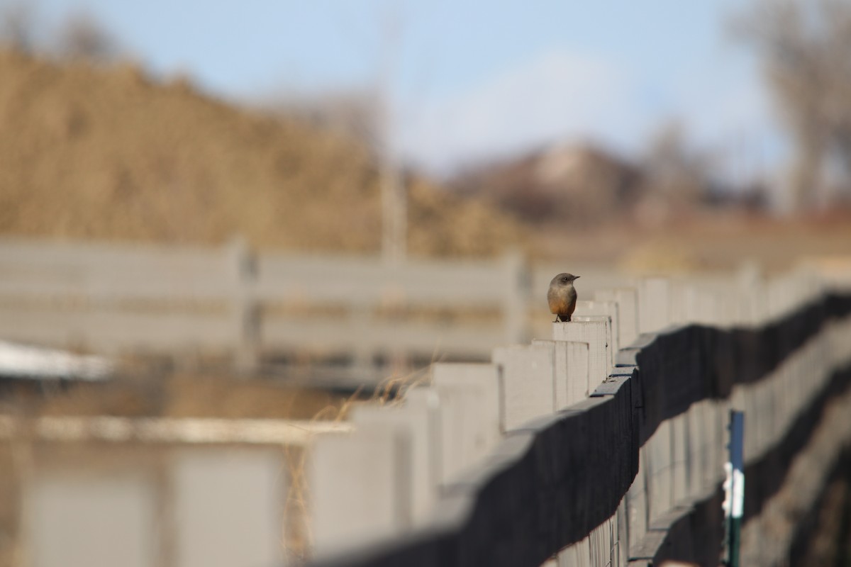 Say's Phoebe - ML646608188