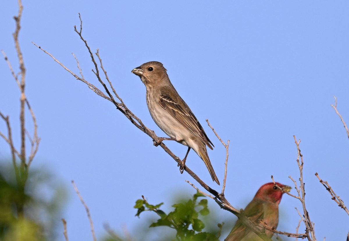 rosenfink - ML646608189