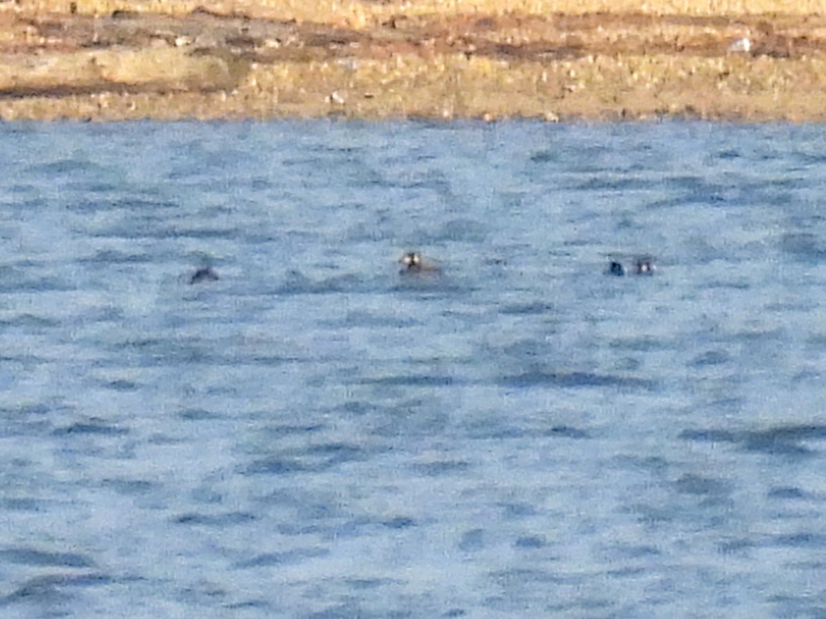 White-winged Scoter - ML646608190