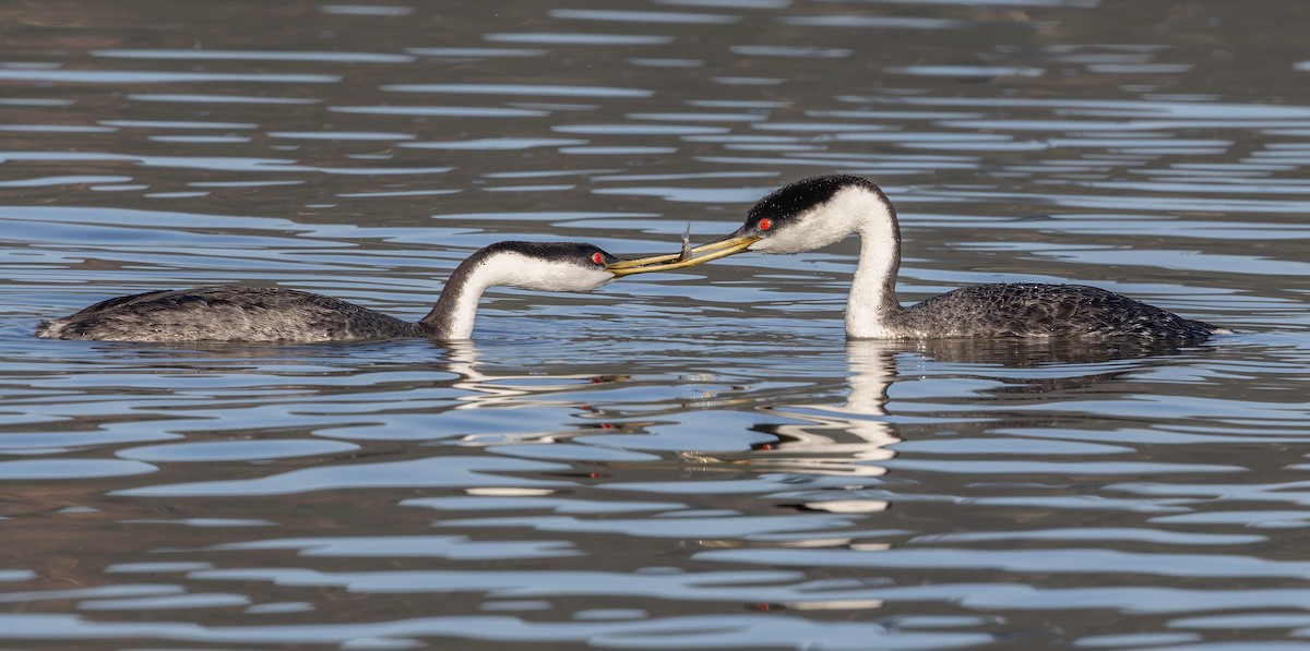 Western Grebe - ML646608191