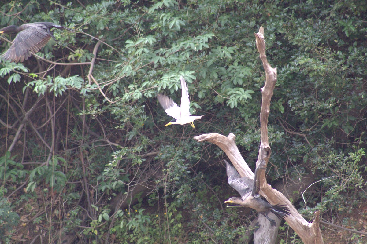 Large-billed Tern - ML646608192