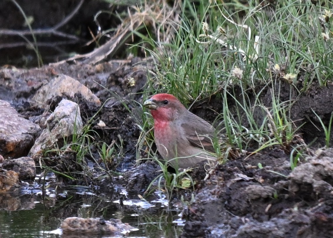 rosenfink - ML646608193