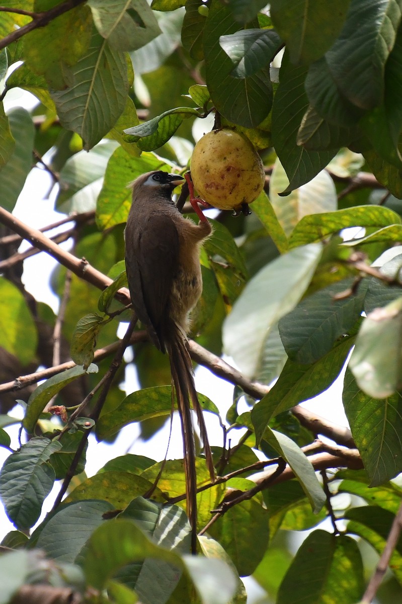 Braunflügel-Mausvogel - ML646608194