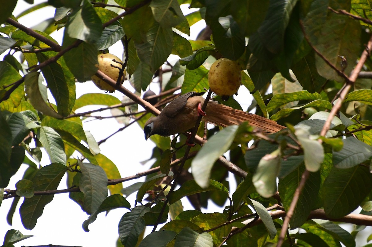 Braunflügel-Mausvogel - ML646608195