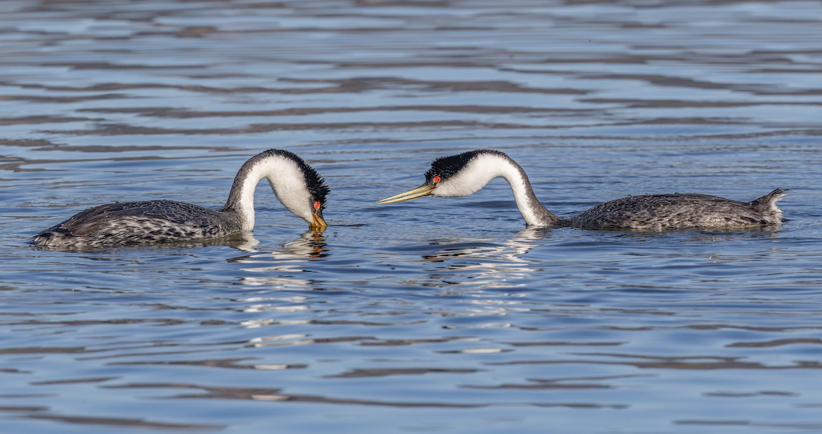 Western Grebe - ML646608198