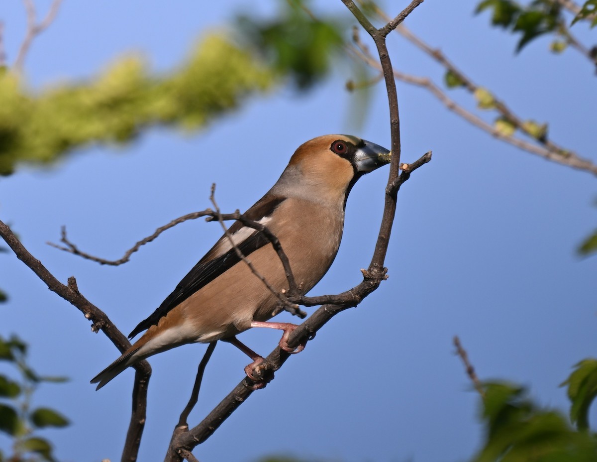 kjernebiter - ML646608199