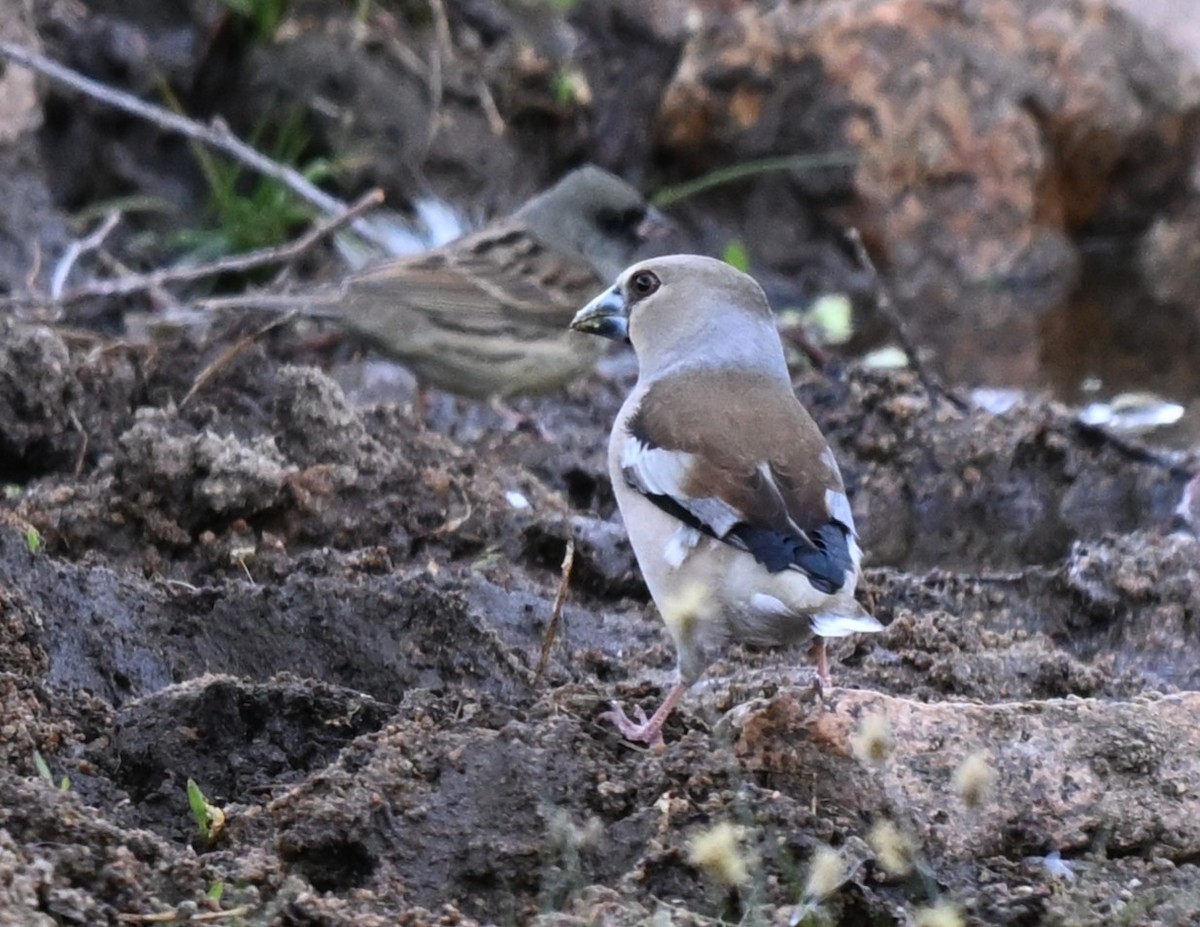 kjernebiter - ML646608200