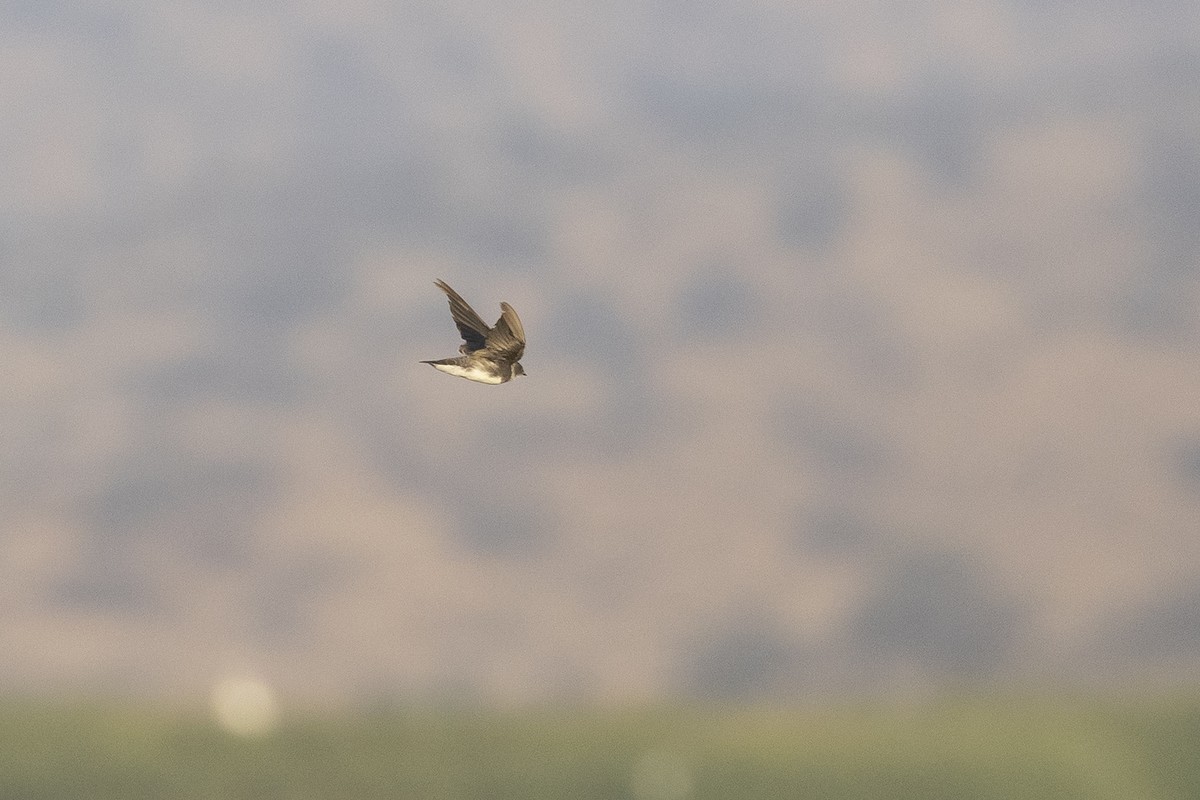 Bank Swallow - ML646608201