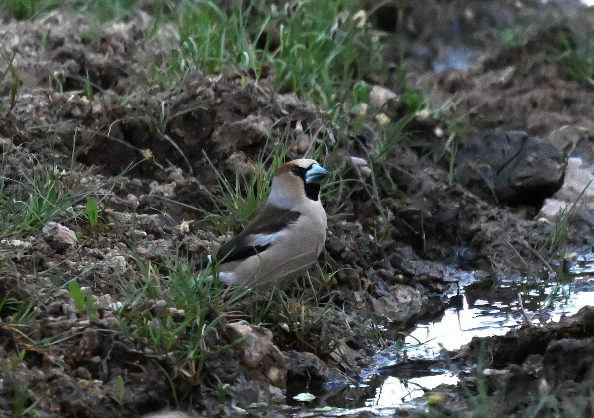 kjernebiter - ML646608210