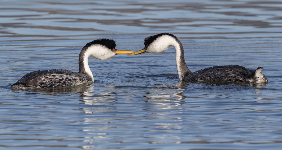 Western Grebe - ML646608211