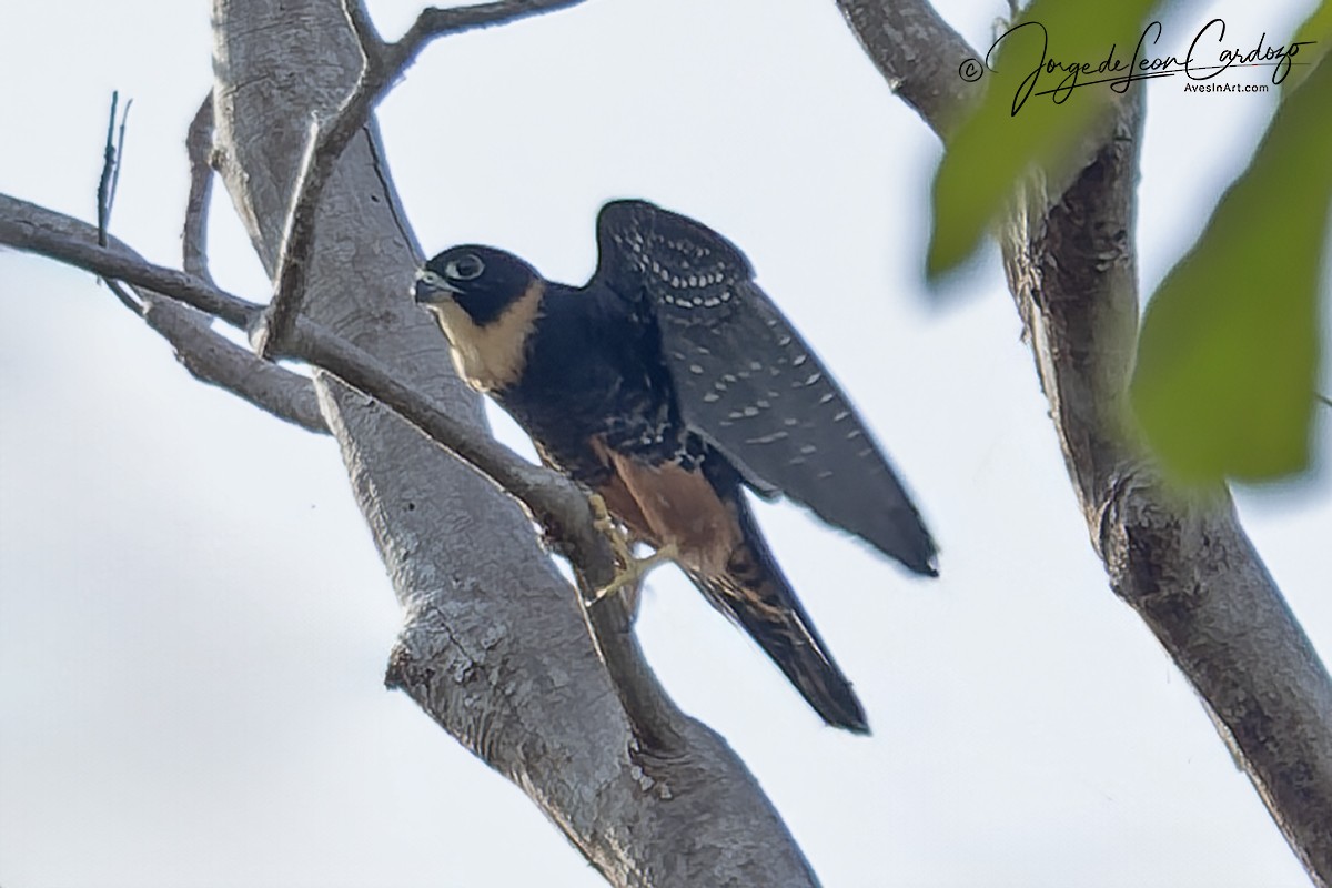 langtåfalk - ML646608213