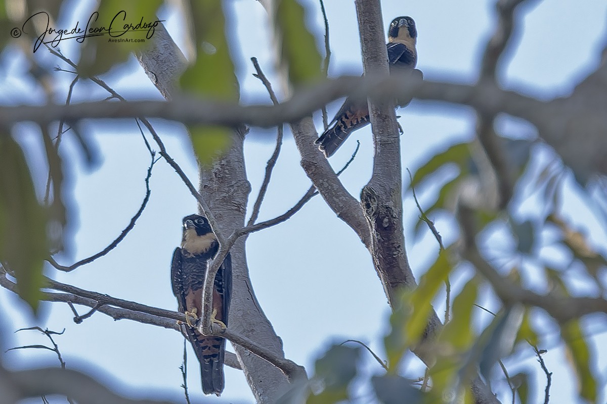 langtåfalk - ML646608214