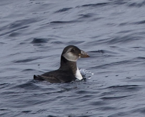 Atlantic Puffin - ML646608216