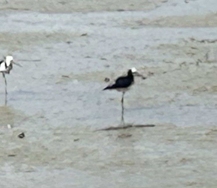 Pied x Black Stilt (hybrid) - ML646608218