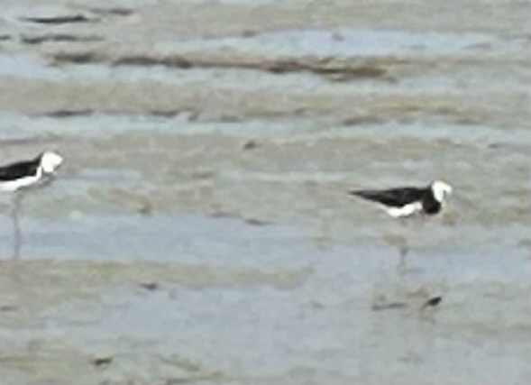 Pied x Black Stilt (hybrid) - ML646608219
