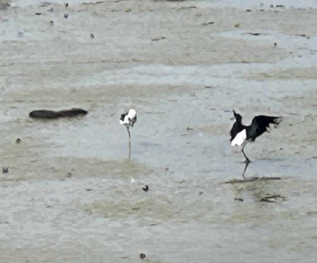Pied x Black Stilt (hybrid) - ML646608220