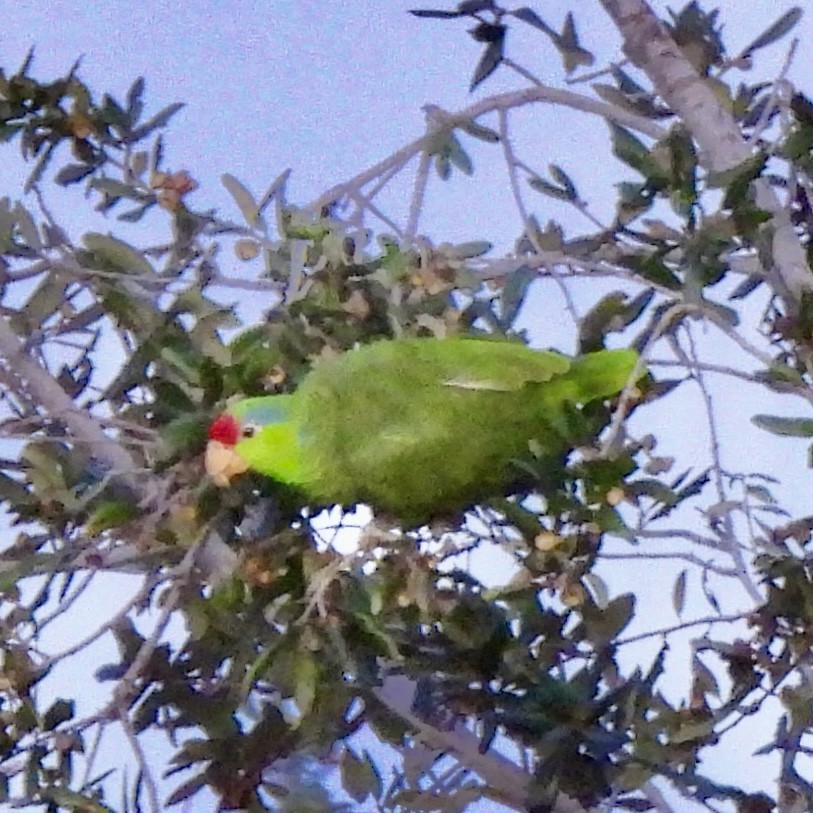 Red-crowned Amazon - ML646608221