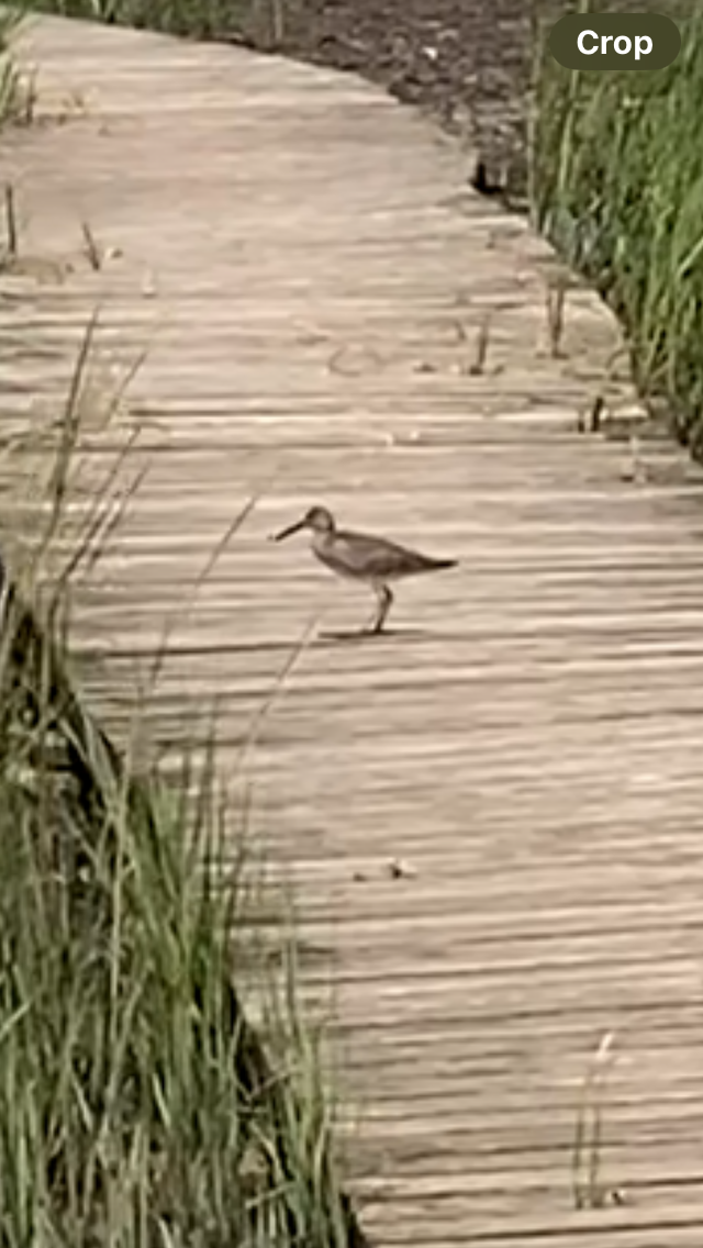 Willet - ML646608222