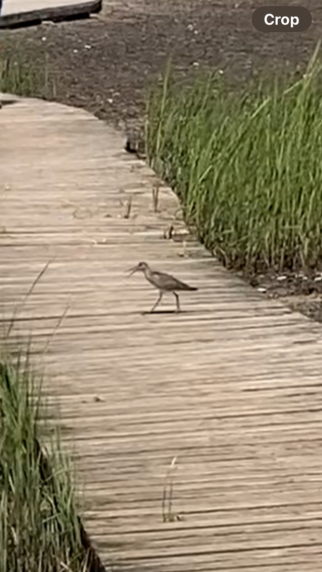 Willet - ML646608223