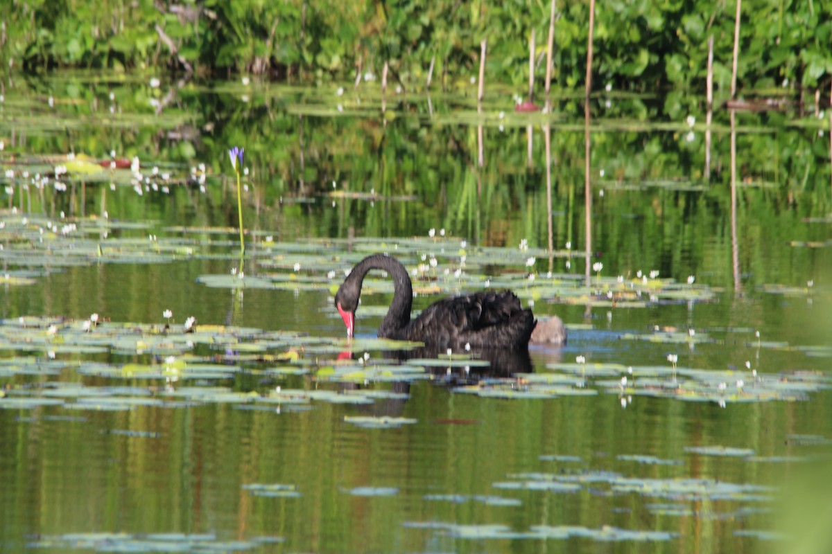 Beltxarga beltza - ML646608224