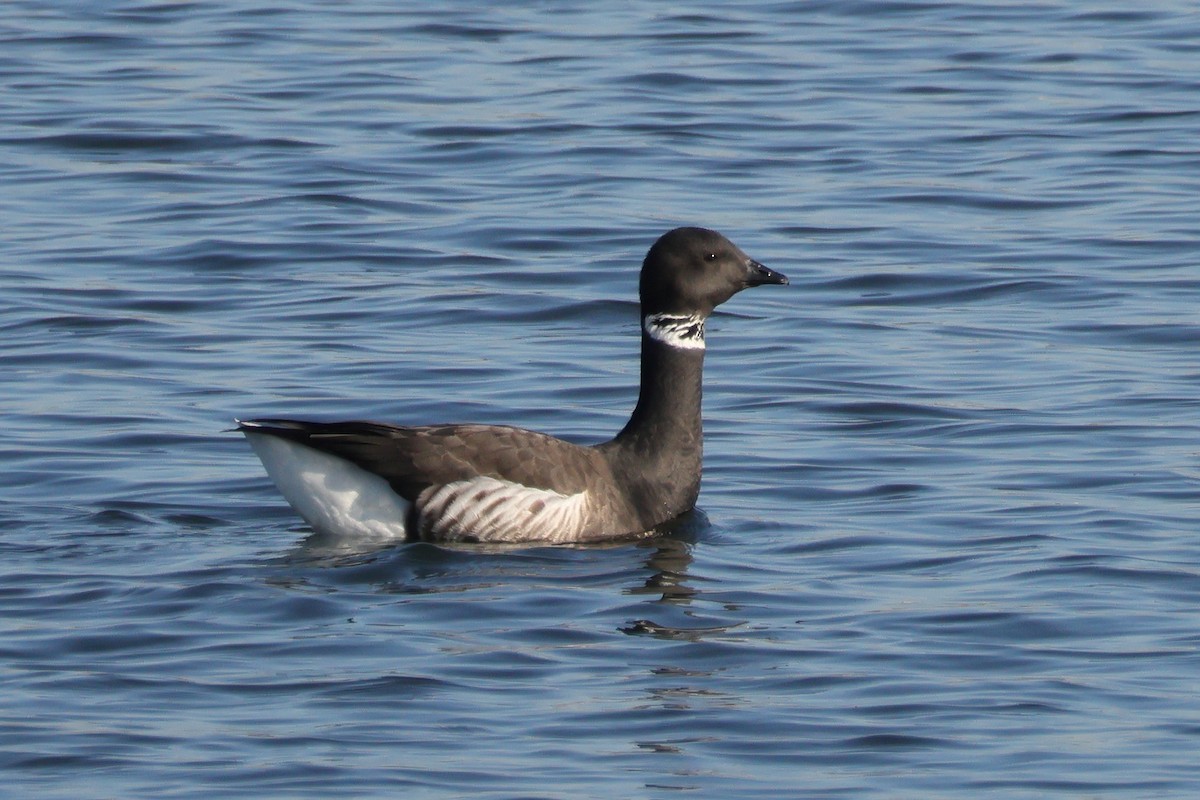 コクガン - ML646608225