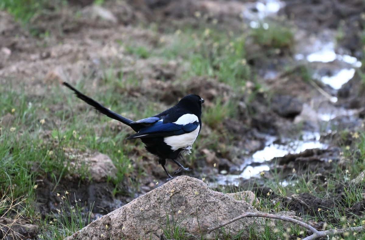 skjære - ML646608228